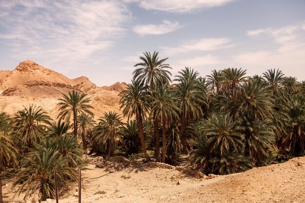 Landscape Chebika oasis in Sahara desert. Ruins settlement and palm. Scenic view mountain oasis in North Africa. Located at foot Jebel El Negueba. Atlas mountains on Sunny afternoon. Tozeur, Tunisia