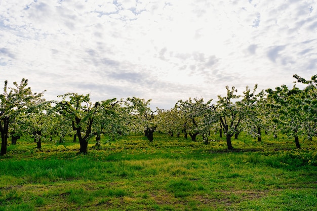 Foto paesaggio. ciliegio in primavera. camminare tra gli alberi in fiore. aromaterapia e meditazione. la bellezza della natura.