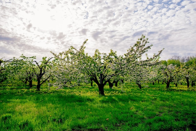 Foto paesaggio del ciliegio in primavera passeggiata tra gli alberi in fiore