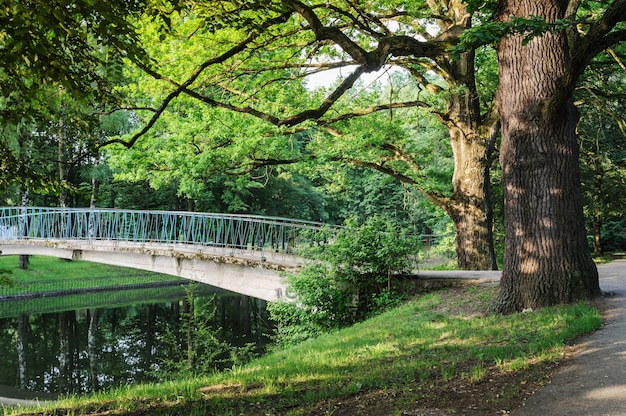 Landscape of a city park. A bridge across the pond. Two large oak trees is at the entrance to it.