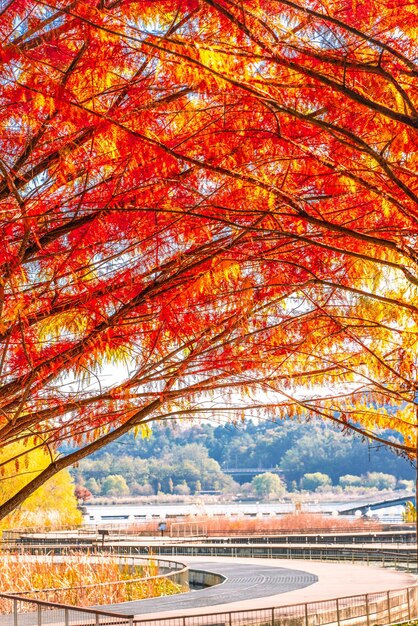 Foto paesaggio in un parco cittadino