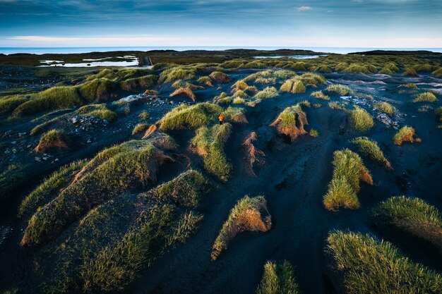 Landscape of clump of grass on black sand beach in Vestrahorn on Stokksnes peninsula at Iceland