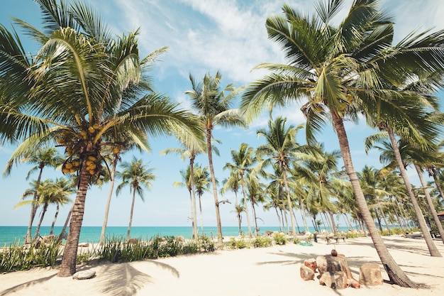 여름-빈티지 색조 효과에 열 대 해변에서 코코넛 야 자 나무의 풍경.