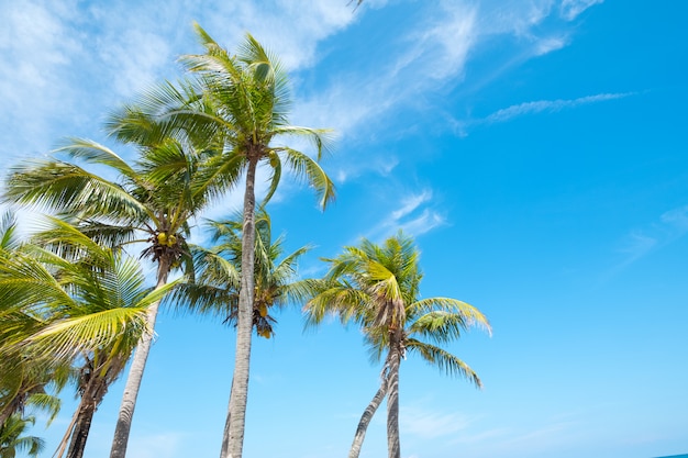 Landscape of coconut palm tree on tropical beach in summer