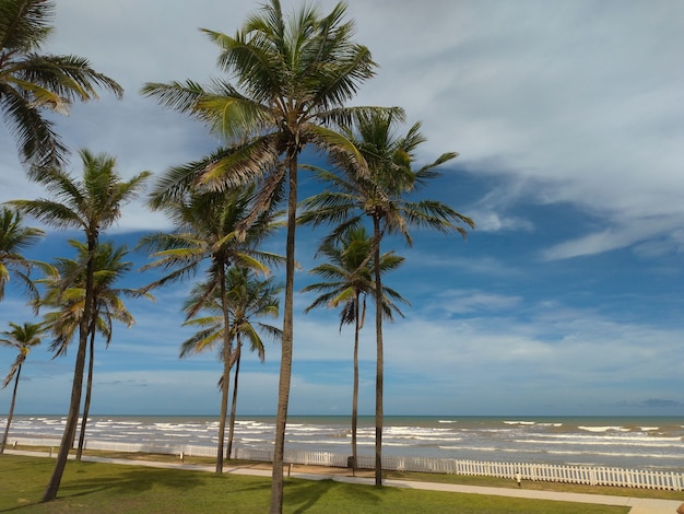 Aracaju Sergipe의 Barra do Coqueiros 해변에 코코넛 나무의 풍경