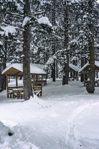 Landscape on the cold winter morning Pine trees in the snowdrifts Lawn and forests Snowy background Nature scenery Location place Giresun Highlands Black Sea Turkey