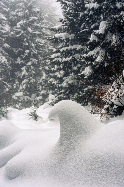 Landscape on the cold winter morning Pine trees in the snowdrifts Lawn and forests Snowy background Nature scenery Location place Giresun Highlands Black Sea Turkey