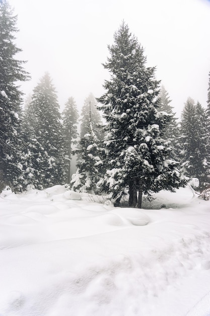寒い冬の朝の風景 吹きだまりの松の木 芝生と森 雪の背景 自然の風景 ロケ地 ギレスン高地 黒海 トルコ