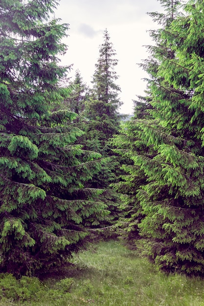 Photo landscape consisting of a firtrees