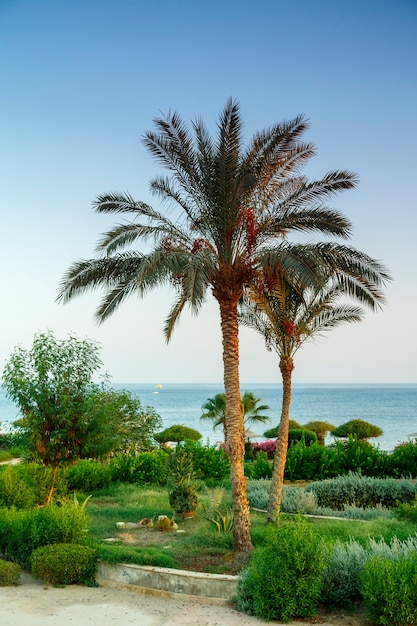 A landscape of date palms and green spaces against the blue sky and sea in the background.