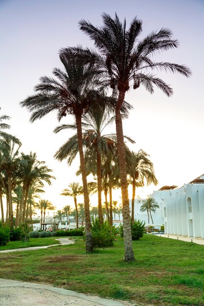 A landscape of date palms and green spaces against the evening sky and mountains in the background.