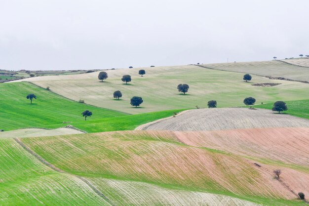 Landscape of the dehesa cerealistica of the Eastern Mountains of Granada - Spain   