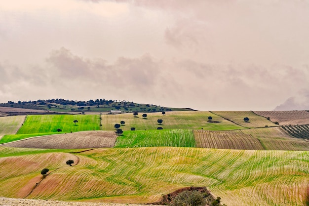Пейзаж дехеса зерновых восточных гор Гранады - Испания