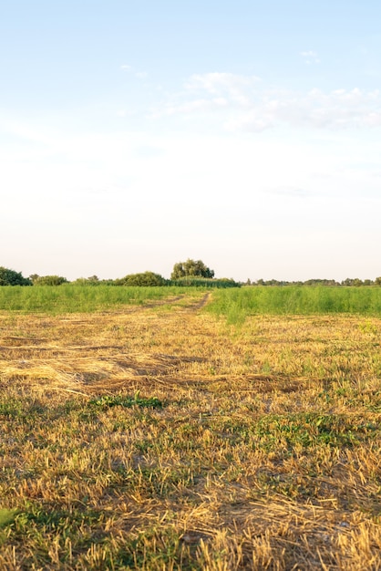 Landscape of the evening mown autumn field