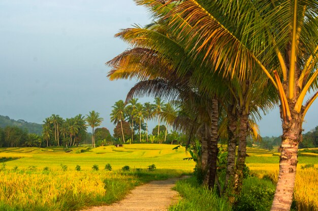 Landscape Expanse of rice fields at morning sunrise with beautiful coconut trees in Indonesia