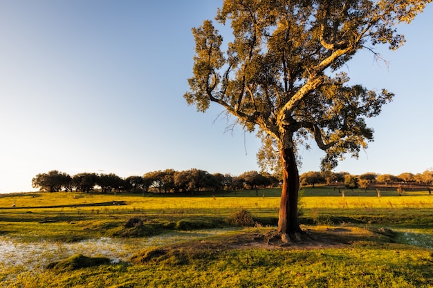 Landscape in Extremadura, Spain