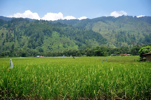 Landscape farmland and indonesian people transplant seeding paddy or rice field in countryside and mountains at tomok city in Simanindo Samosir Regency at Sumatera Utara or North Sumatra Indonesia