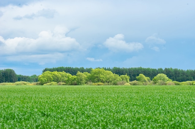 Landscape of field and birch grove