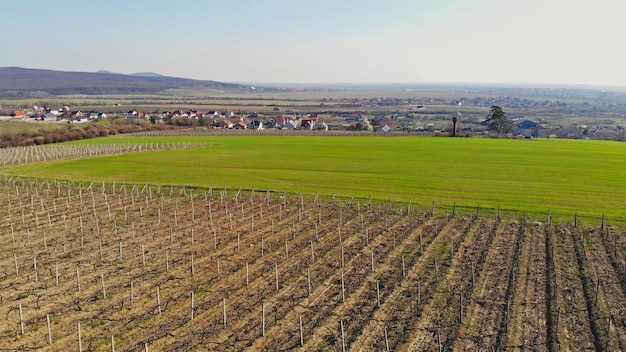 Landscape field vines vineyard at during early spring on zakarpattya ukraine