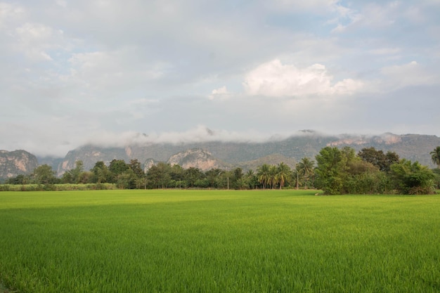 Uthai Thani, Thailand의 산이 있는 풍경 필드