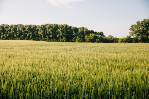 Paesaggio di un campo di grano fresco giovane in ucraina