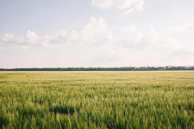 Landscape of a field of young fresh wheat in Ukraine