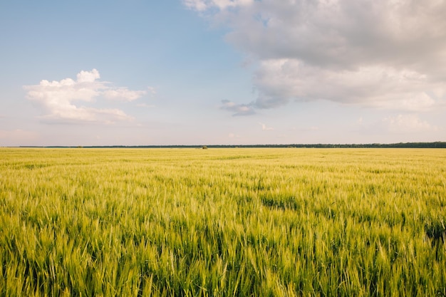 ウクライナの若い新鮮な小麦畑の風景