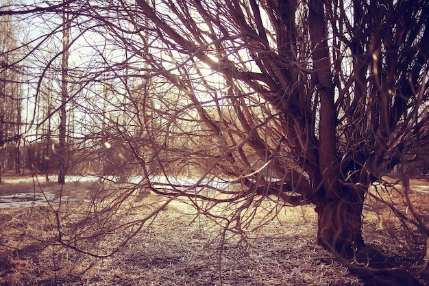 landscape forest eco March