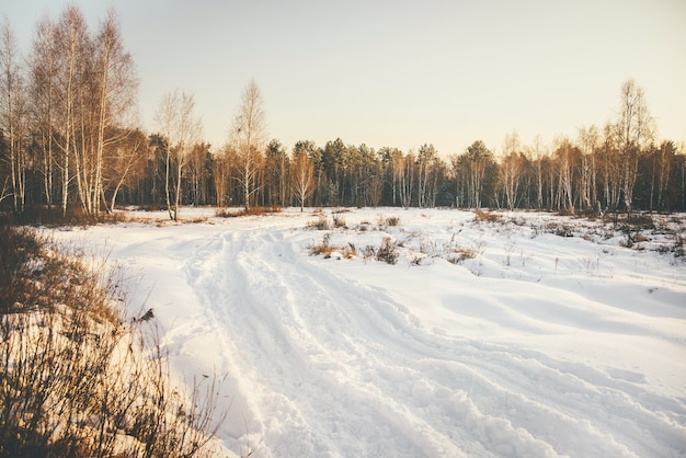 Landscape of forest and field of snow-covered forest road. Sunny winter day