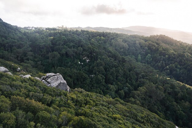 Landscape of a forest from Sintra Lisbon