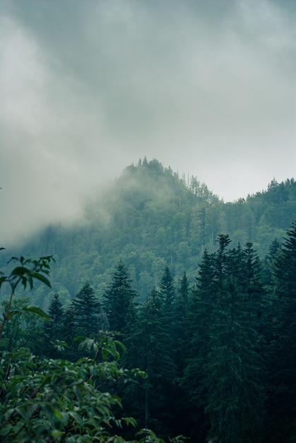 Landscape of forest fur trees and green mountains and foggy gray sky