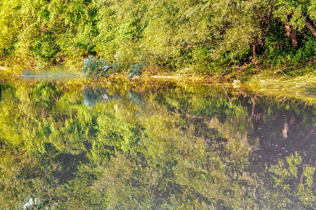 Paesaggio di un lago forestale con un riflesso nell'acqua