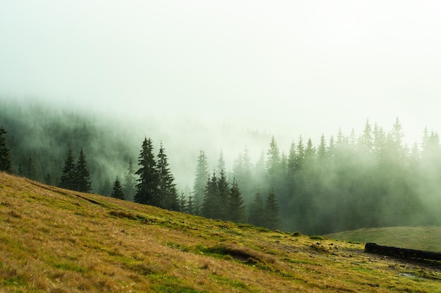 風景 霧の中の森と山 山頂のシルエット 旅行 休息 自然の中での回復 野外活動