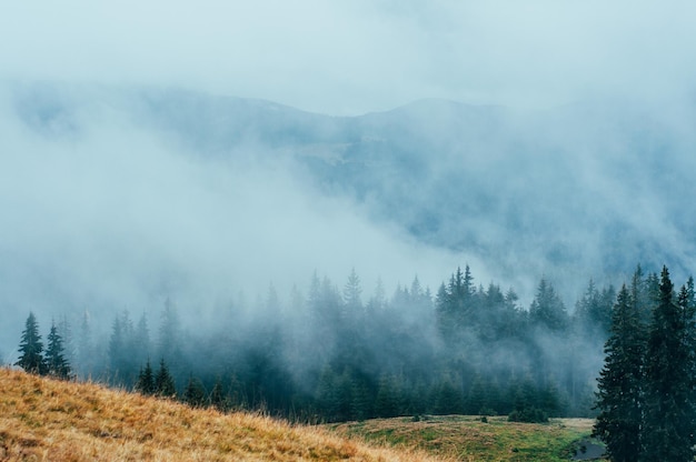 landscape forest and mountains in the mist silhouettes of peaks travel rest recovery in nature outdo