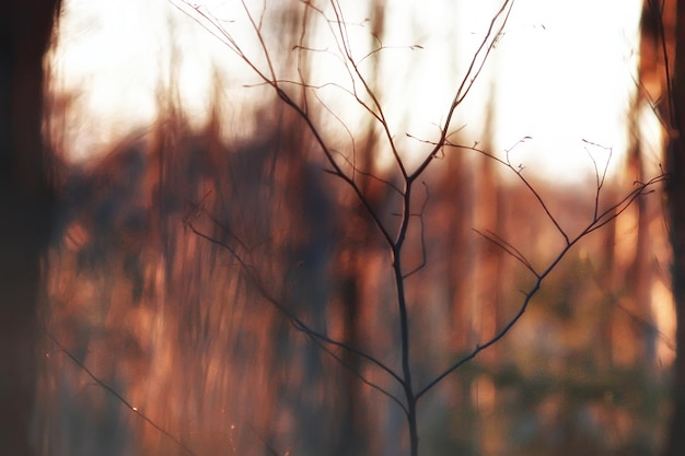 landscape forest sunny autumn day / yellow trees in the landscape Indian summer autumn October