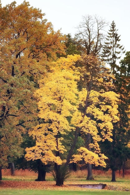 風景の森晴れた秋の日/風景の中の黄色い木小春日和10月