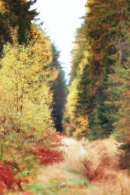 landscape forest sunny autumn day / yellow trees in the landscape Indian summer autumn October