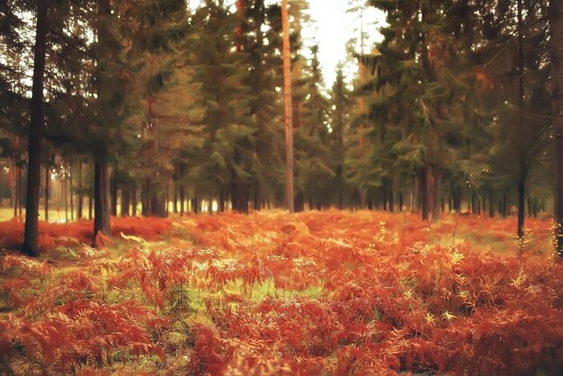 landscape forest sunny autumn day / yellow trees in the landscape Indian summer autumn October