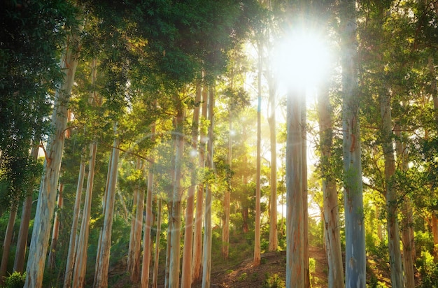 Landscape of a forest with beams of light shining through trees Below of lots of tall pin tree trunks in the woods at sunset A green forest for hiking and exploring close to Cape Town South Africa