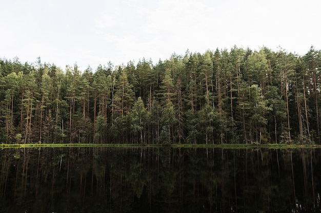 Landscape of forest with pines and black lake.