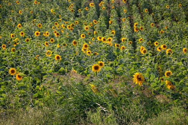 Landscape from a sunflower farm as Agricultural landscape natural background