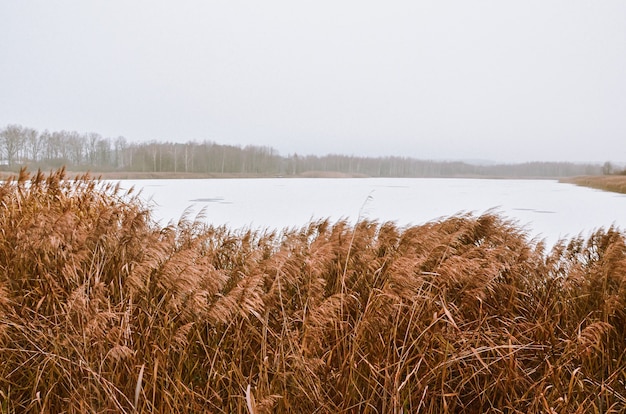 Landscape of a frozen lake, dense vegetation