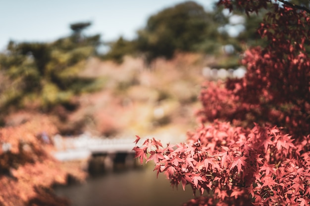 Paesaggio del giardino nella stagione autunnale in un parco pubblico di nara, in giappone