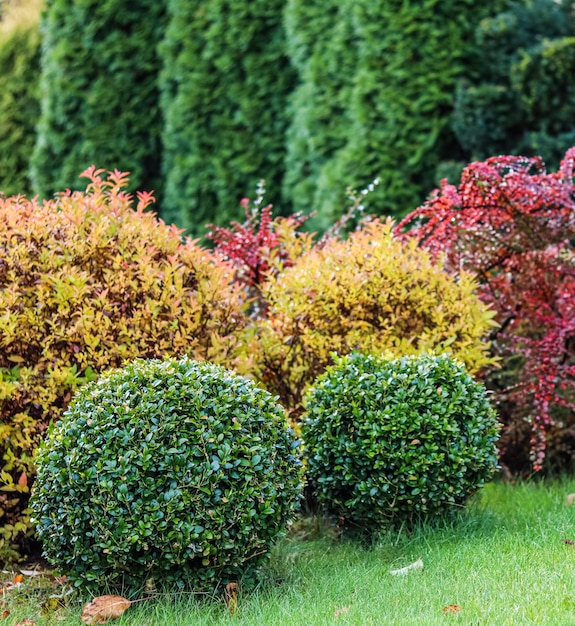 Фото Ландшафтный дизайн сада с зеленым газоном, красочными декоративными кустарниками и фигурными самшитами осенью