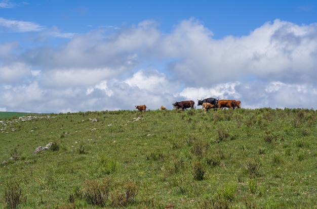 Landscape of the gaucho mountain