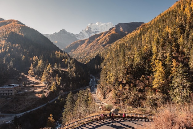 Landscape golden pine forest on mountain range in autumn at sunset