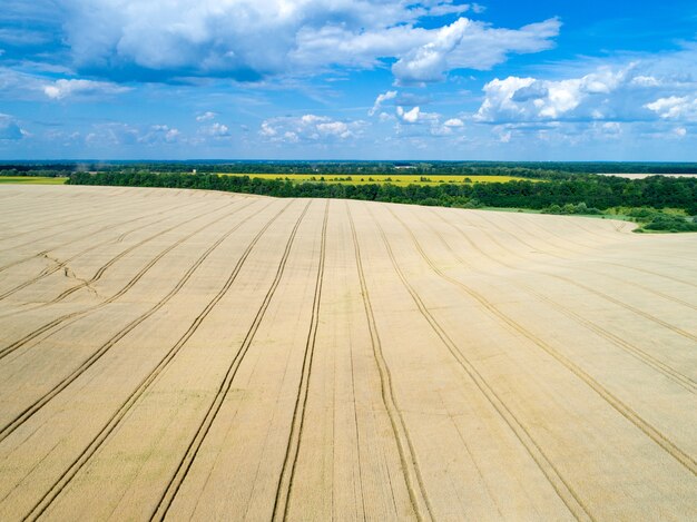 Landscape of golden wheat field and sunny day