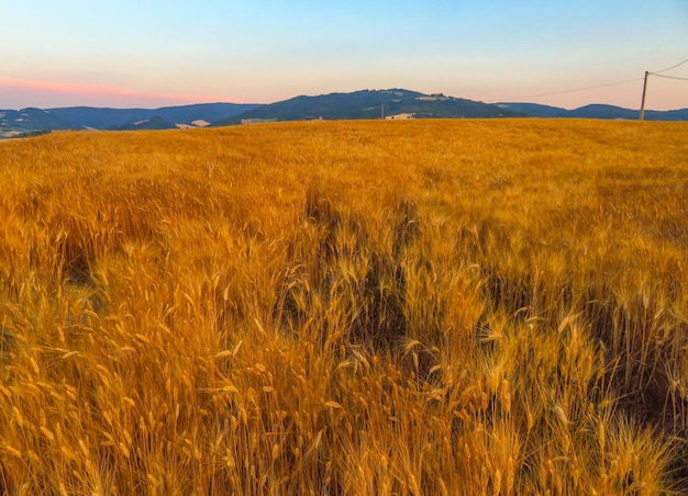 黄金色の小麦の風景