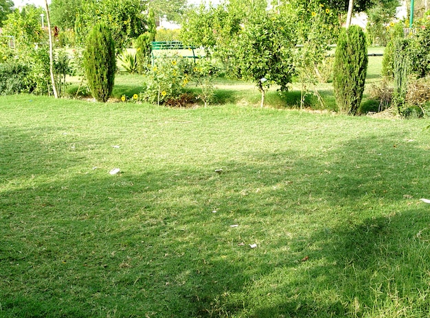 Пейзаж с травяным полем и зеленой окружающей средой в общественном парке в качестве естественного фона