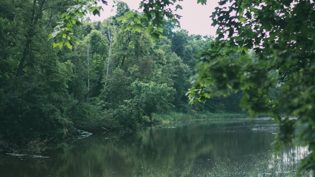 芝生のフィールドと緑豊かな環境の公園の風景は、自然な背景として使用されます。